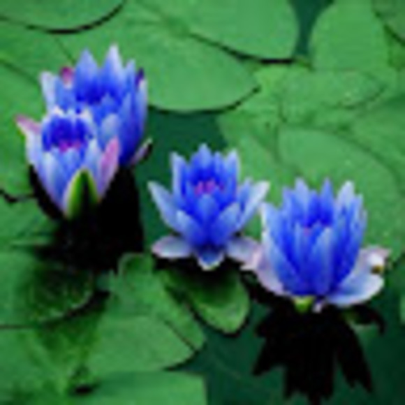 blue18lotus
